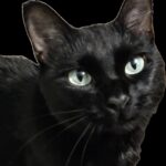 my cat